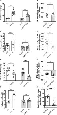 Absence of Desmin Results in Impaired Adaptive Response to Mechanical Overloading of Skeletal Muscle